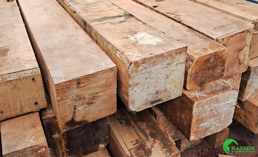 Cây sinh trưởng tốt nên gỗ đạt chất lượng tiêu chuẩn cao phục vụ cho ngành nội thất